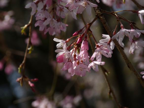 枝垂れ桜