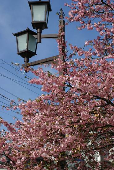 河津桜