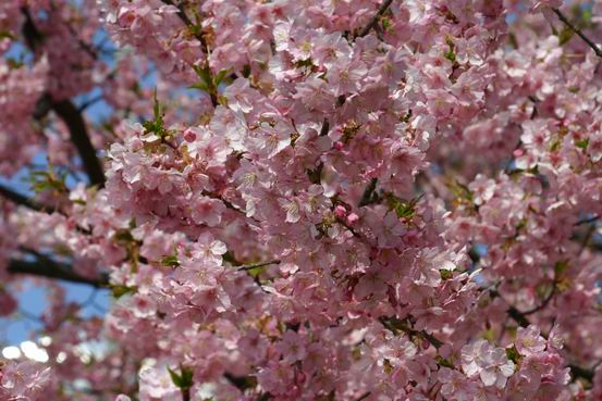 河津桜