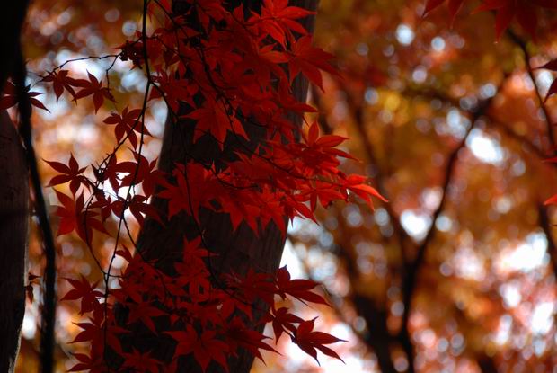 本土寺