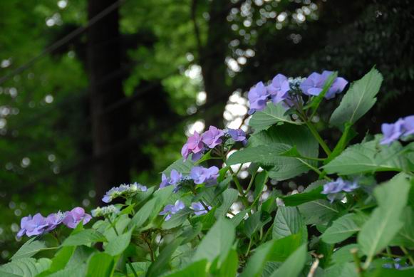 杉木立の中の紫陽花たち