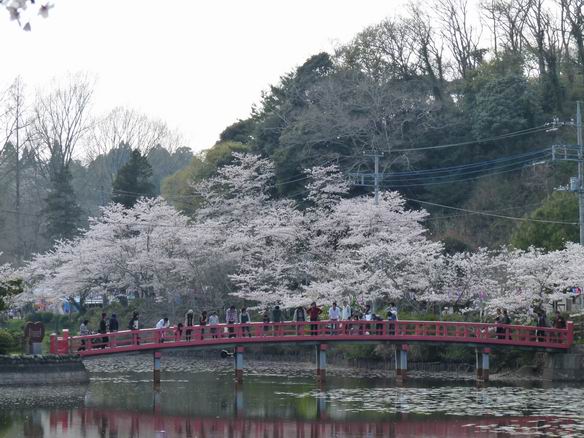 茂原公園「弁天橋」