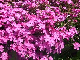 芝桜