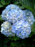 紫陽花青