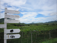 フアヒンヒルズ、象はこっち