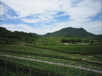 フアヒンヒルズ、ブドウ畑
