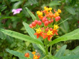 アスクレピアス