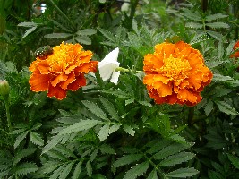 マリーゴールド