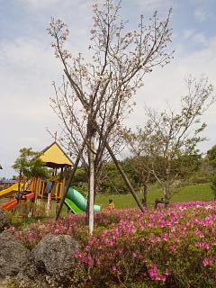 2010.3.31　峰田山公園山桜