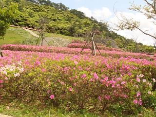 峰田山公園　つつじ