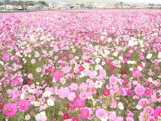 2007.11.3 諌早　コスモス畑　
