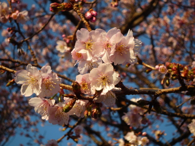 城ヶ崎桜の花