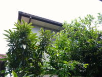 枇杷の木&花梨&月桂樹