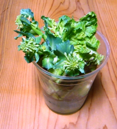 これも、花芽ができました