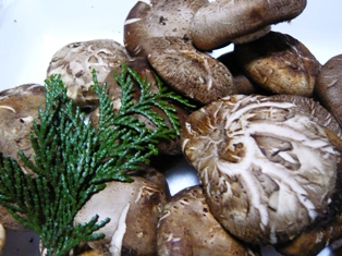 陶器祭りで・・・しいたけ・・・？？？