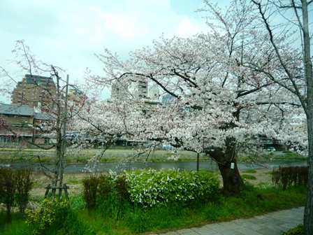 バスの窓から、鴨川岸の桜