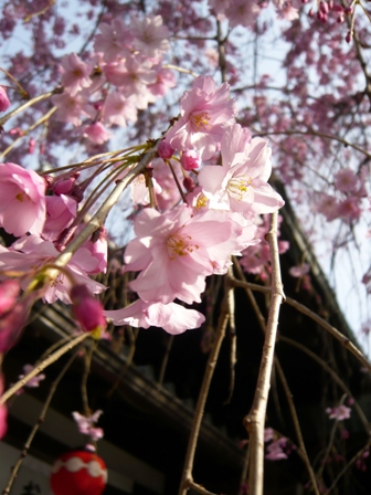 歌舞練場の前の桜の木も満開