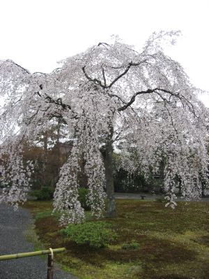 京都御苑しだれ.JPG