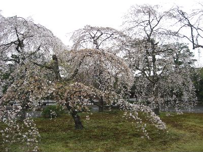 京都御苑桜.JPG