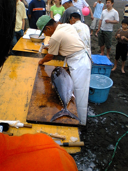 マグロ登場