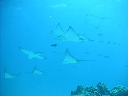 マダラトビエイ