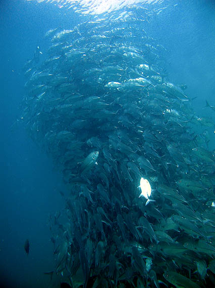 ギンガメアジ　シパダン