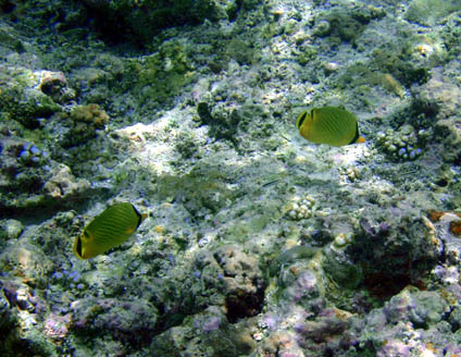 アミチョウチョウウオ