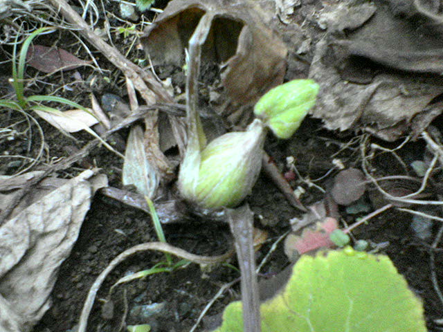 DSC02044.JPG