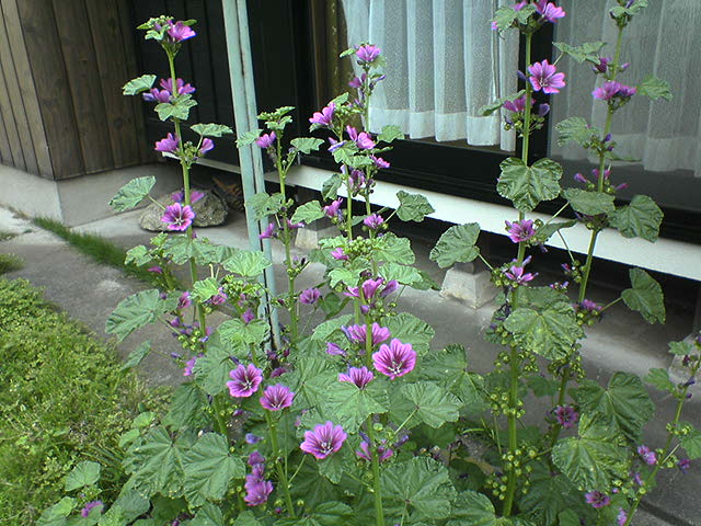 DSC02833.JPG