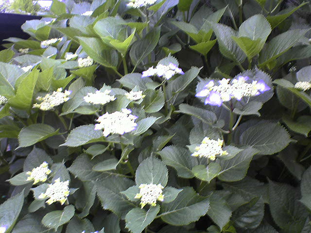 DSC02807.JPG