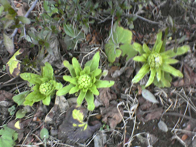 DSC02215.JPG
