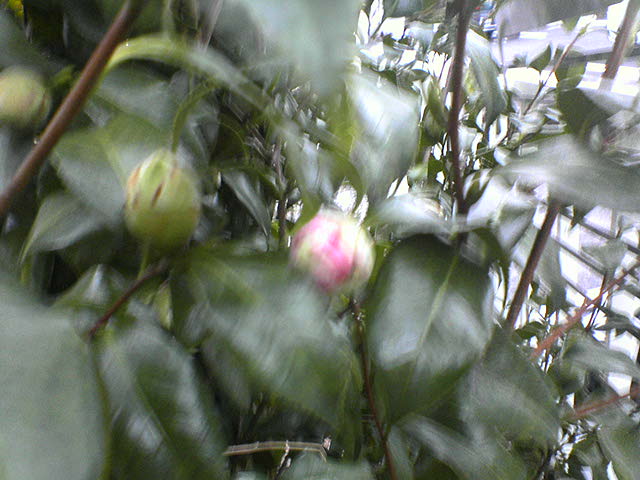 DSC02216.JPG