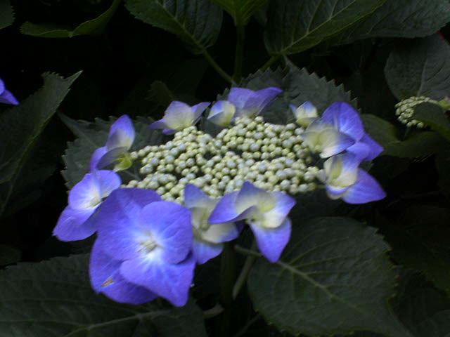 DSC02810.JPG