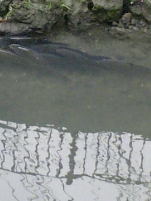 DVC00004.JPG