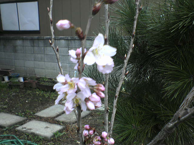 DSC02268.JPG