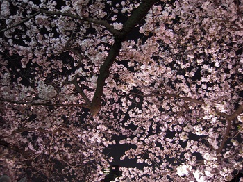 Sakura0406-2.jpg