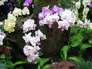 Orchid-2.JPG