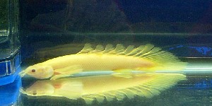 Polypterus.JPG