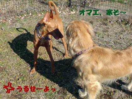 090208DOGWITH04