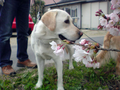 090404お花見04