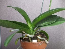 ファレノミディ090303