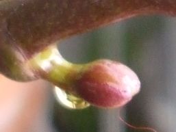 Ｈａｐｐｙ　Ｓｈｅｅｎａ”Ｈｉｋａｒｕ”090303