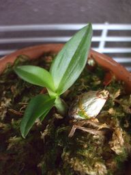 ミニデンファレ080718