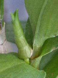 ミニデンファレ080718