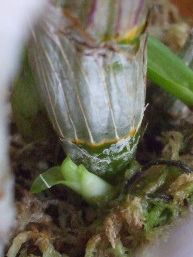 ミニデンファレ080718