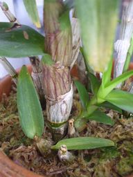 ミニデンファレ080718