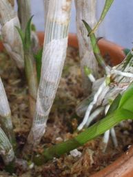 ミニデンファレ080718