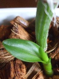カトレアバックバルブ殻の新芽080718