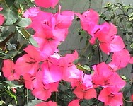 bougainvillea3.jpg