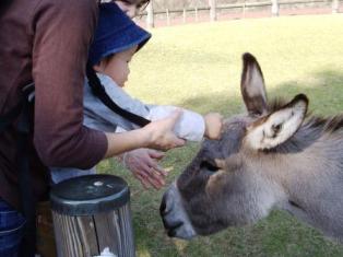 恐る恐る触ってみる「はやと」